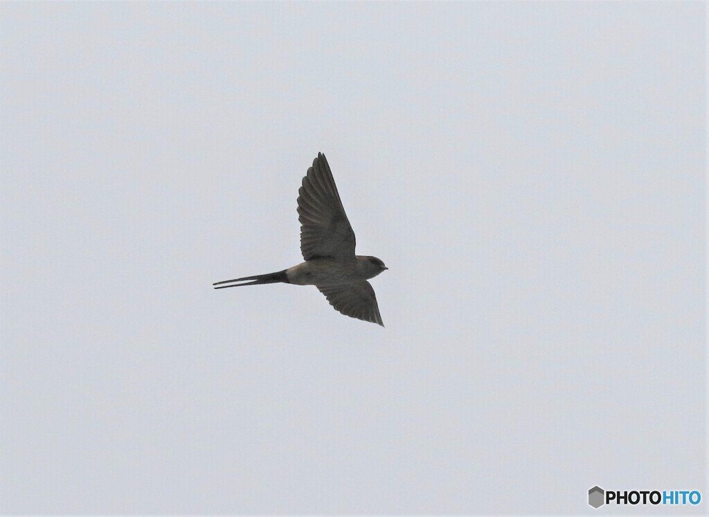 コシアカツバメさん。