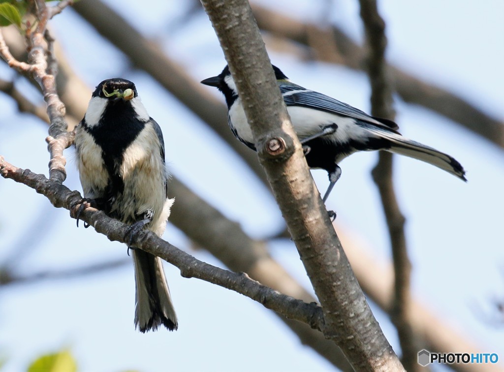 シジュウカラさんの求愛。②