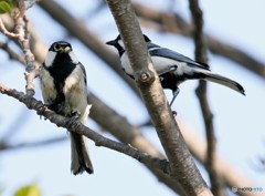 シジュウカラさんの求愛。②