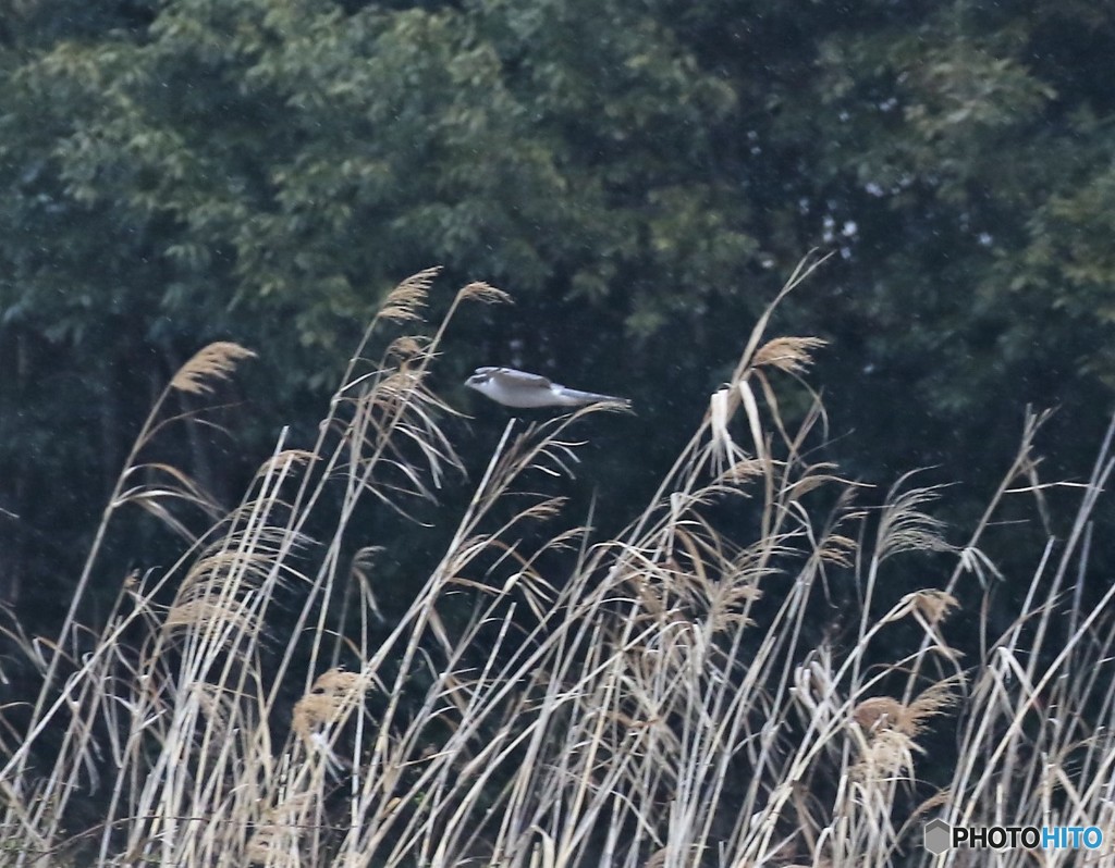オオタカさん。