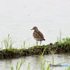 雨の中・ウズラシギさん。