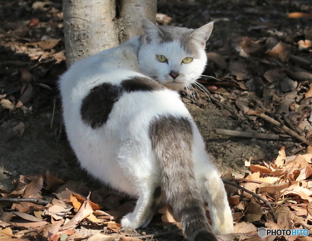 公園のネコさん。