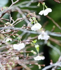 十月桜②