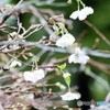 十月桜②