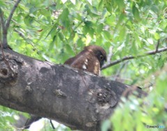 アオバズクさん。③