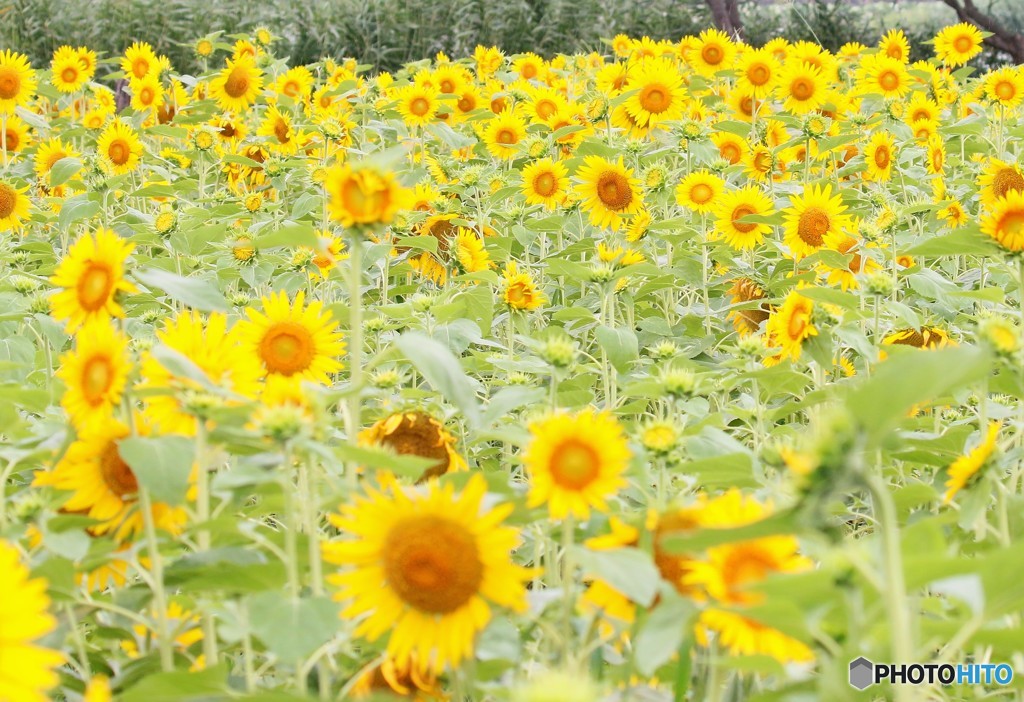 ヒマワリ畑