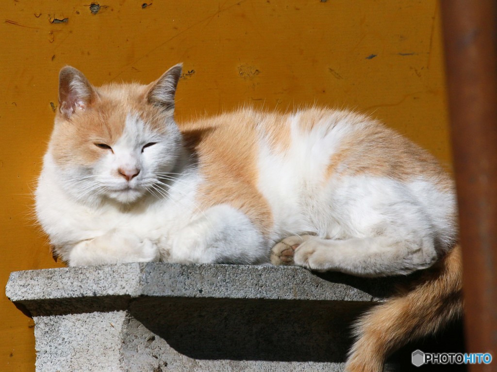 公園のネコさん。