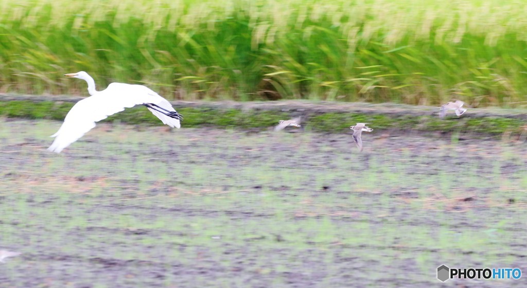 ダイサギさんとコチドリさんたち。