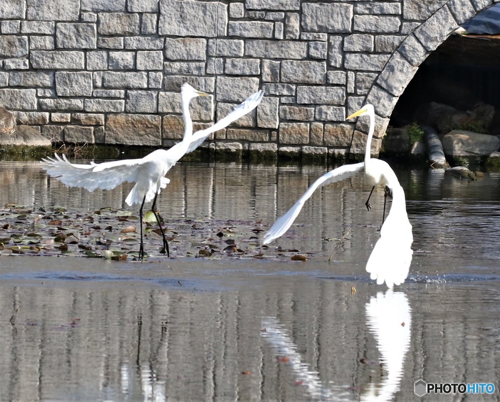 ダイサギの舞い。
