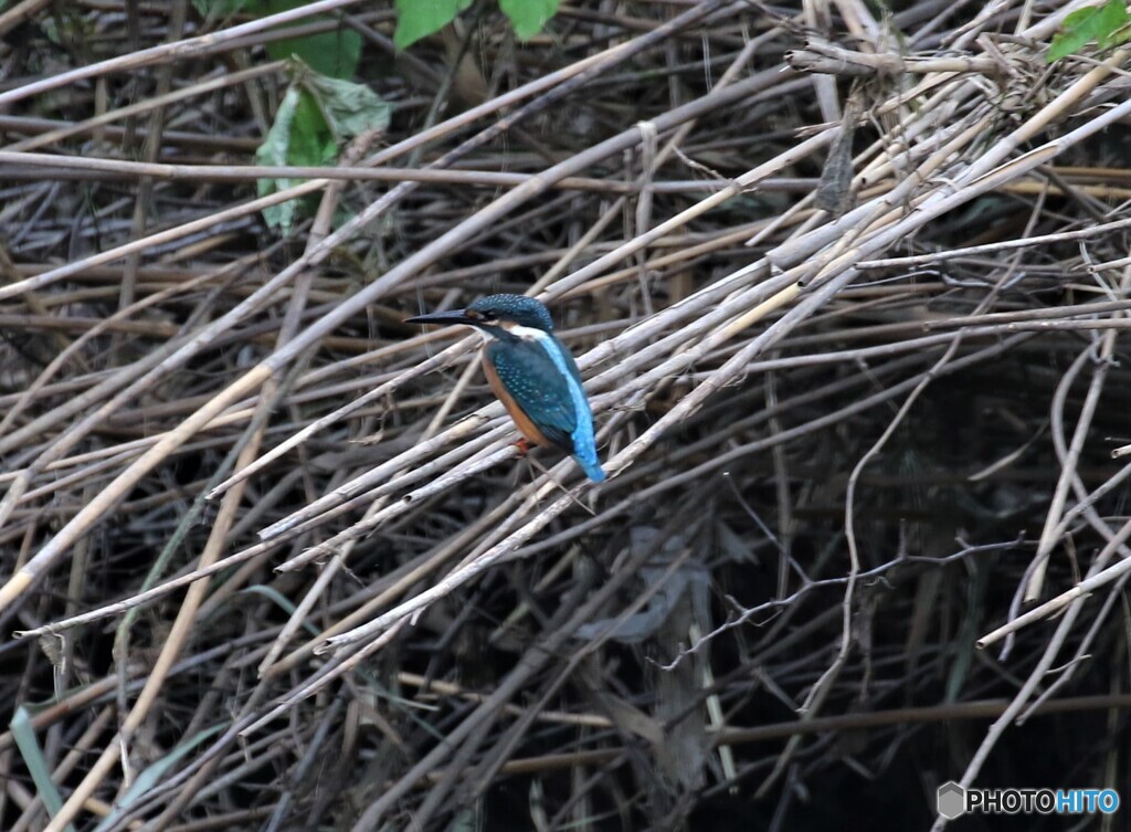 カワセミさん。