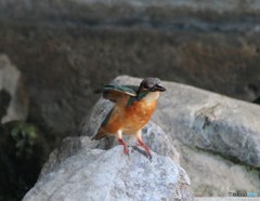 午後のカワセミさん。②