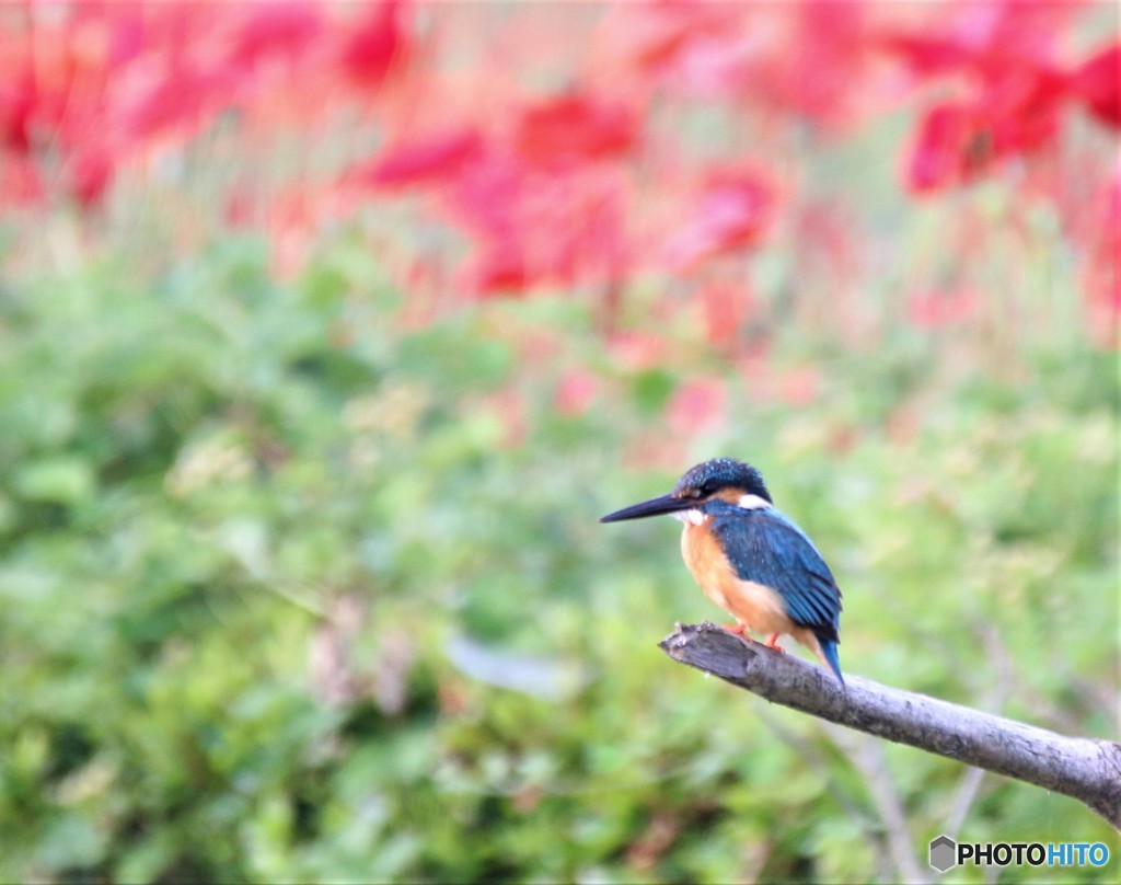 カワセミさん。