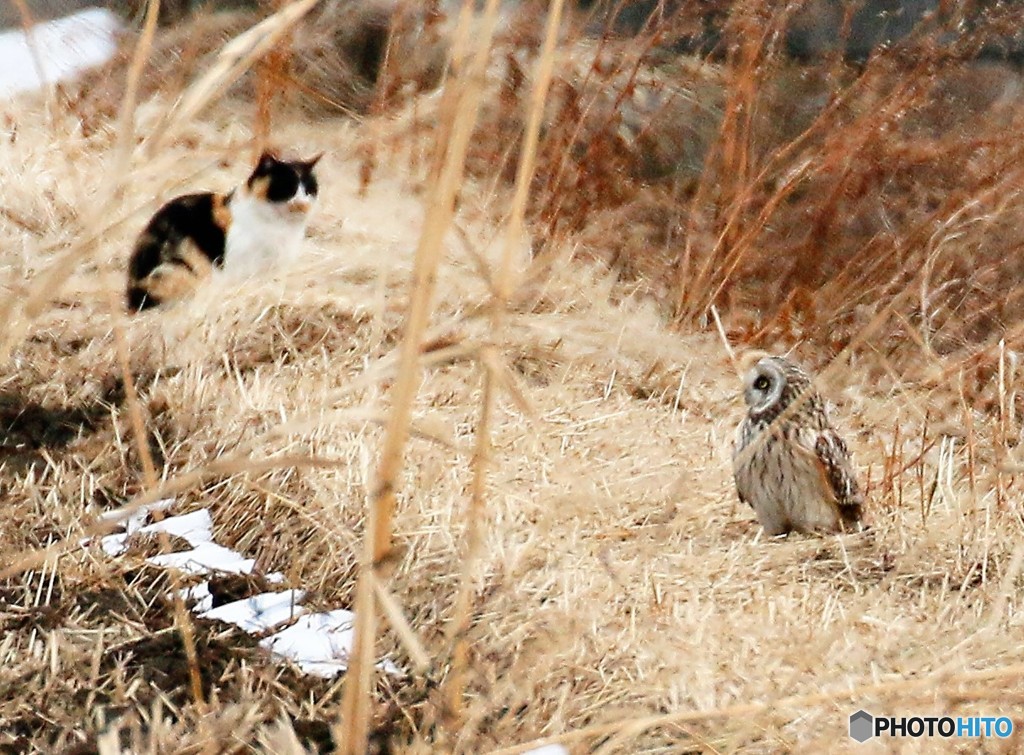 ネコさんとコミミズクさん。