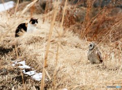 ネコさんとコミミズクさん。