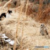 ネコさんとコミミズクさん。