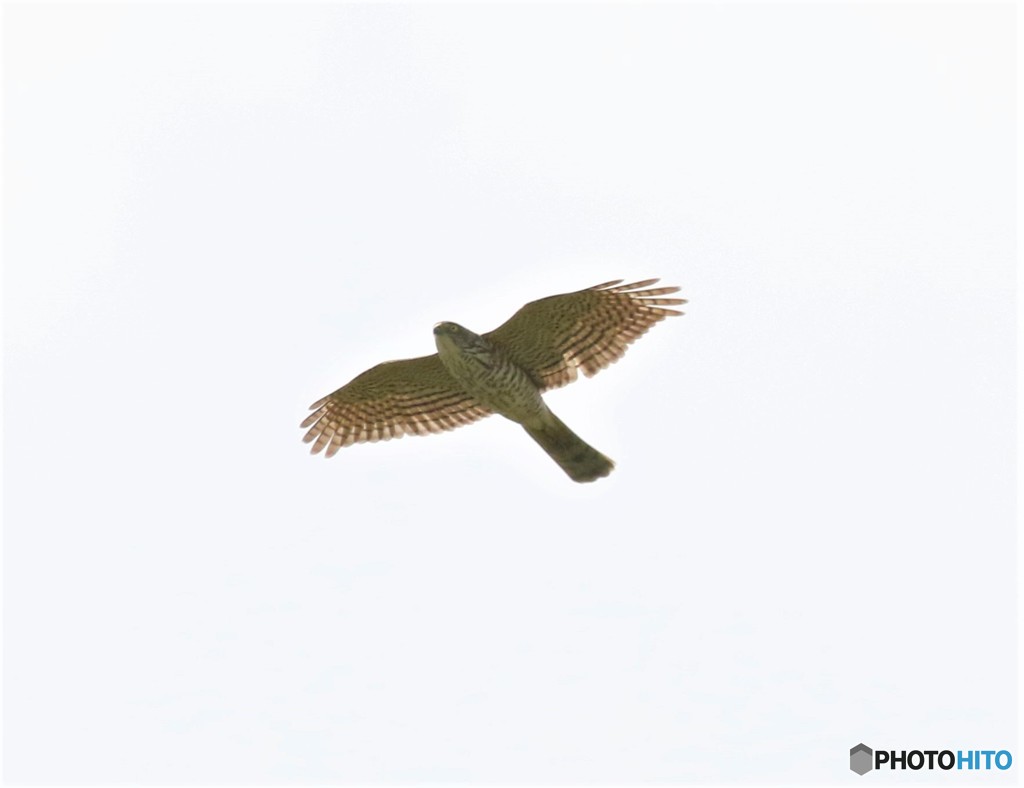 今日の猛禽類さん。②