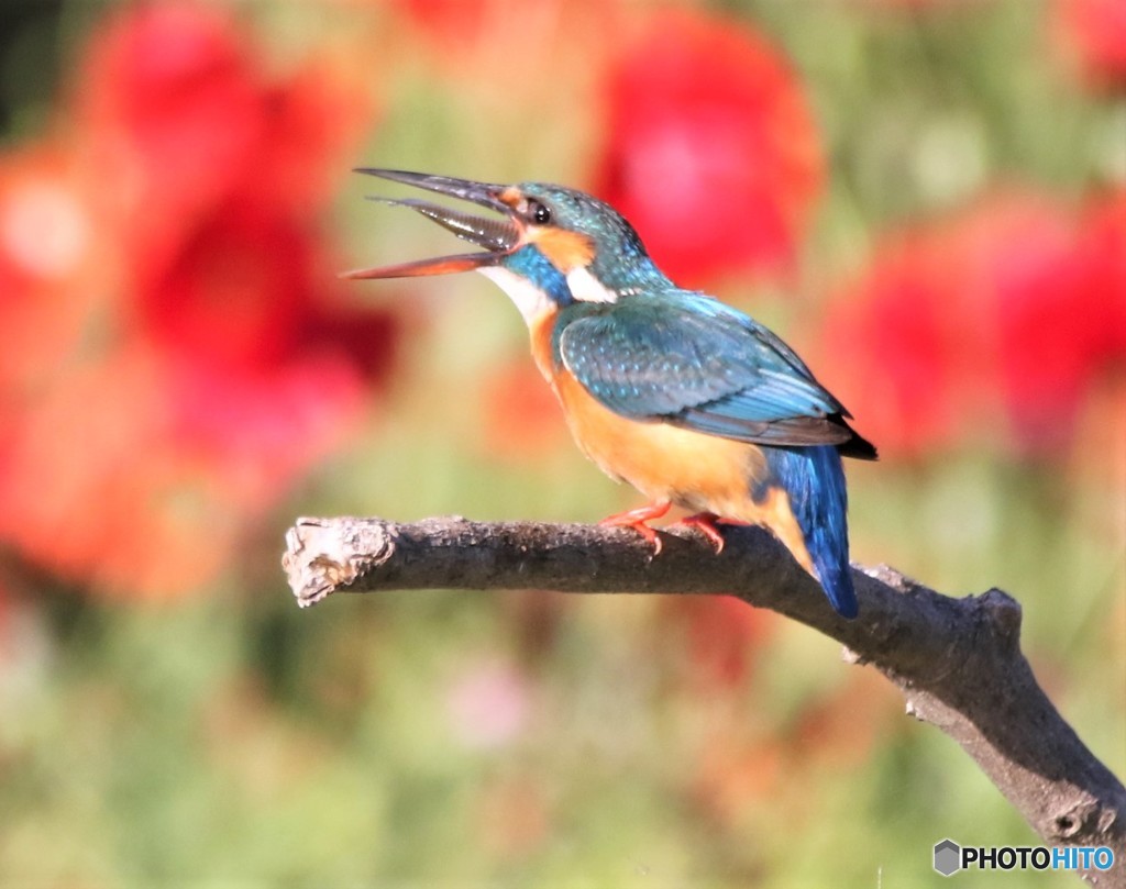カワセミさん。