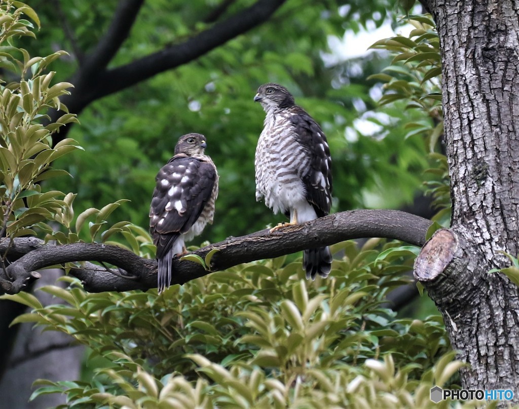 ツミさんの幼鳥。