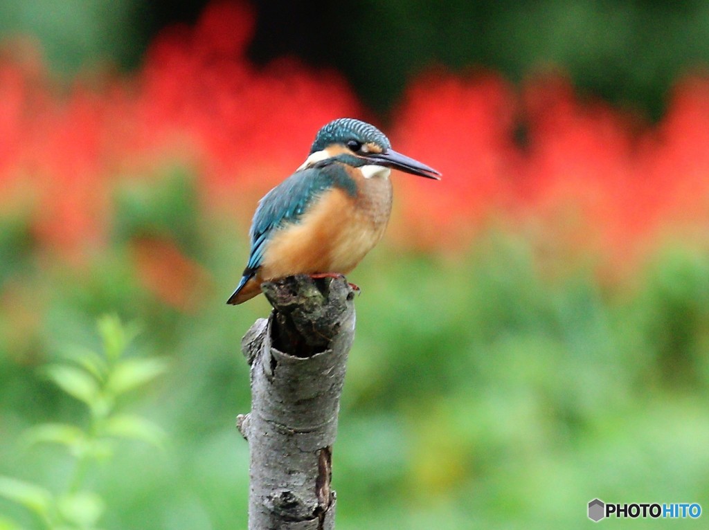 カワセミさん。