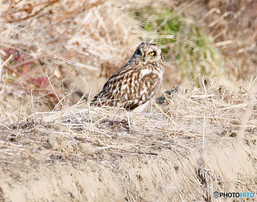 コミミズクさん。