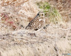 コミミズクさん。
