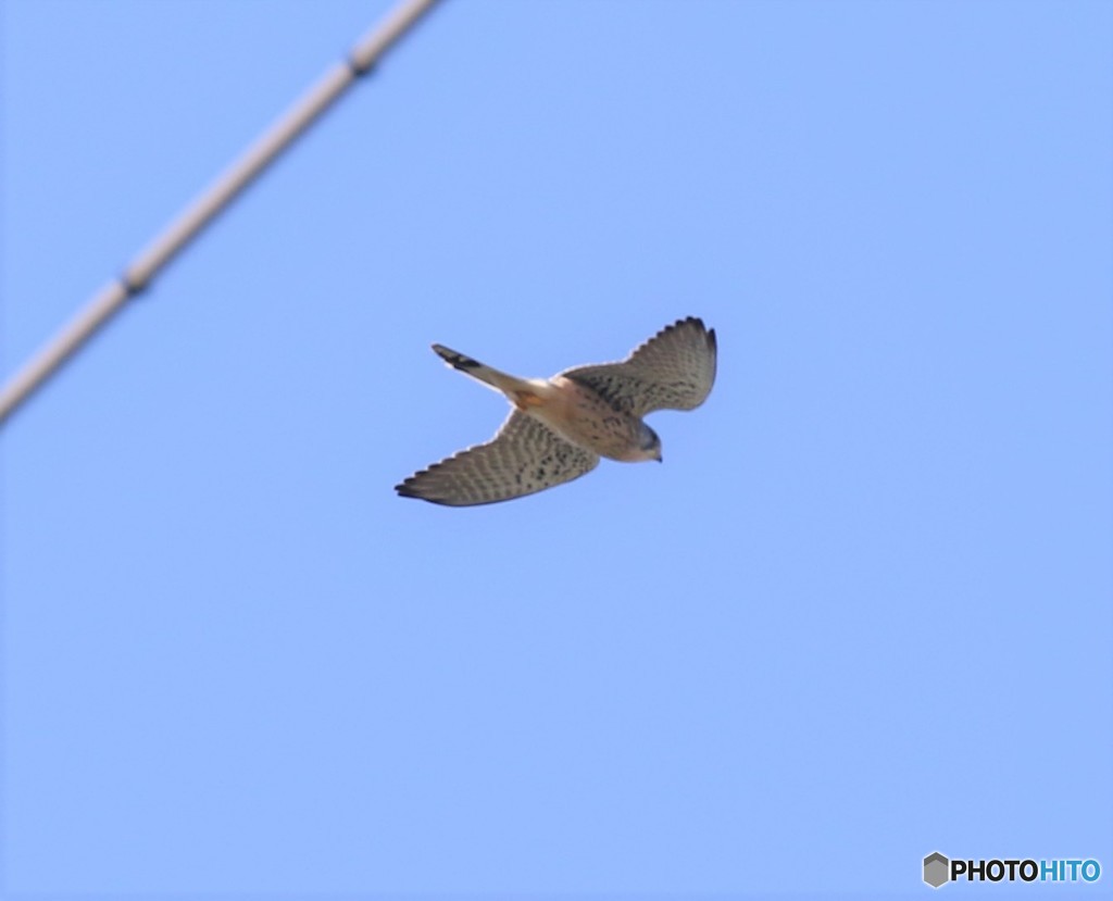 チョウゲンボウさん。