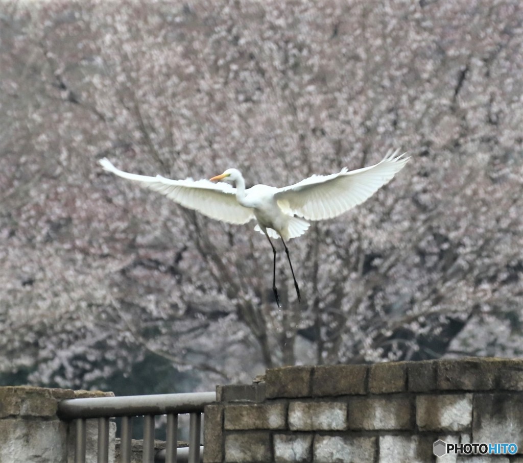 亜種オオダイサギさん。