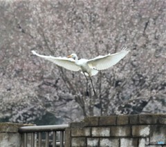 亜種オオダイサギさん。