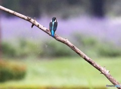 台風の中のカワセミさん。