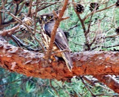 Ｇ・アオバズクさん。