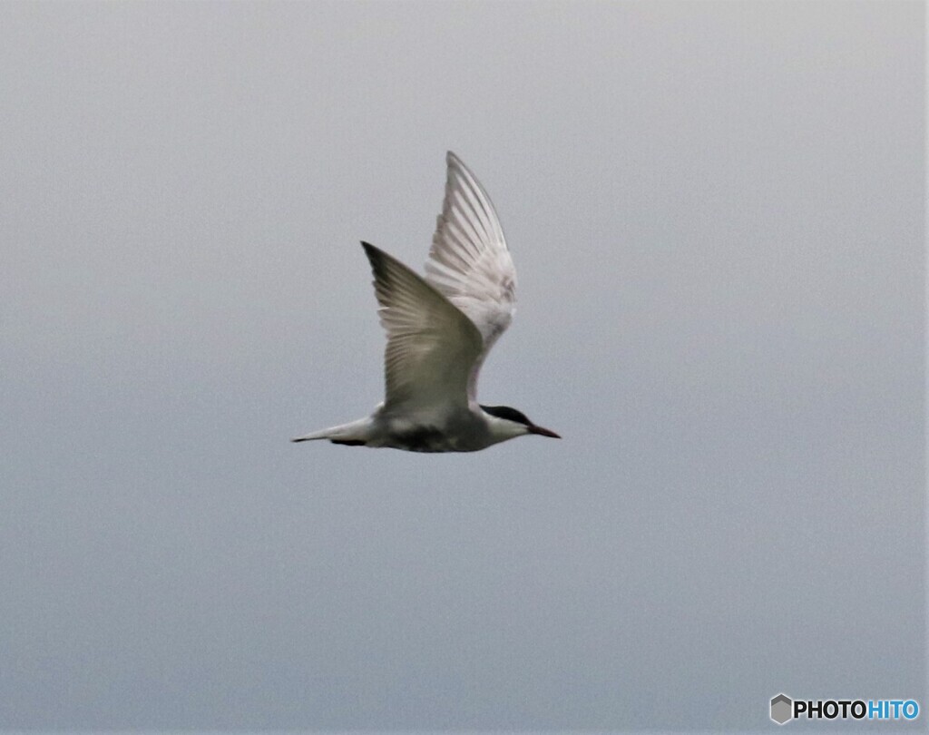 クロハラアジサシさん。