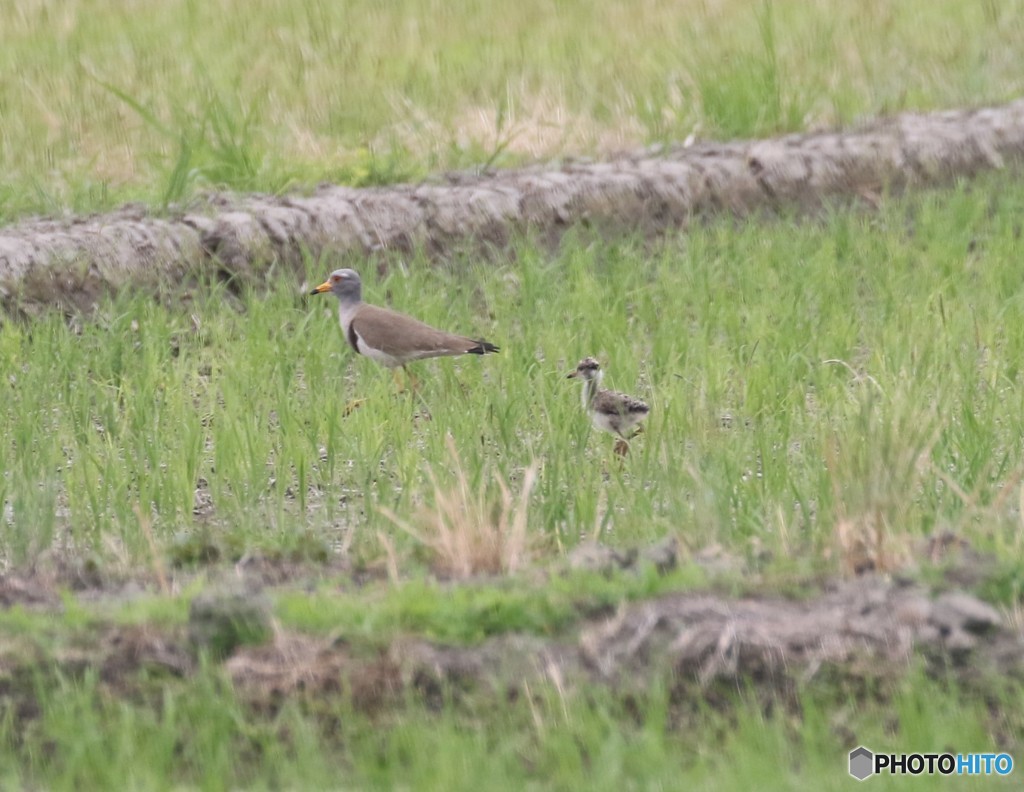ケリさんの親子。