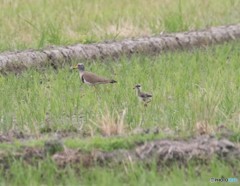 ケリさんの親子。