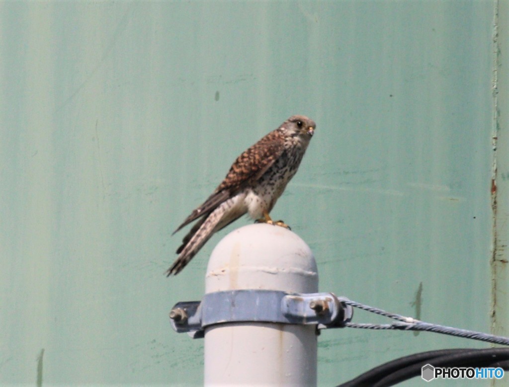 チョウゲンボウのお母さん。