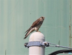 チョウゲンボウのお母さん。