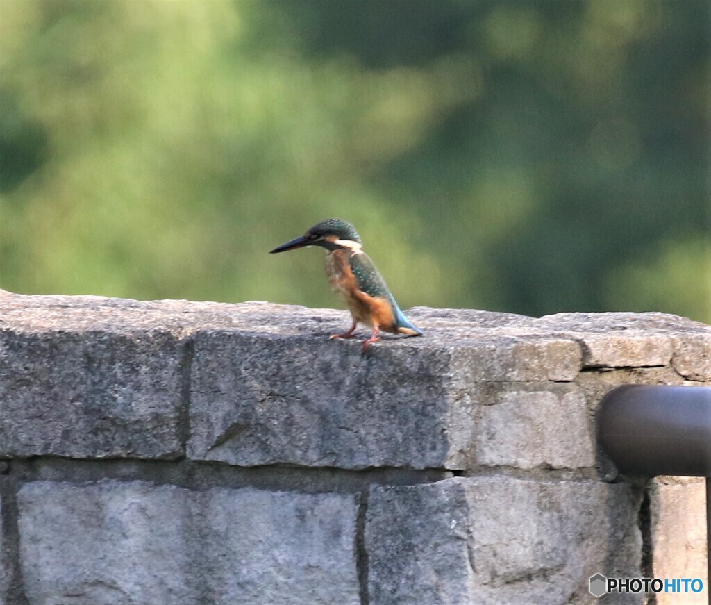カワセミさん。