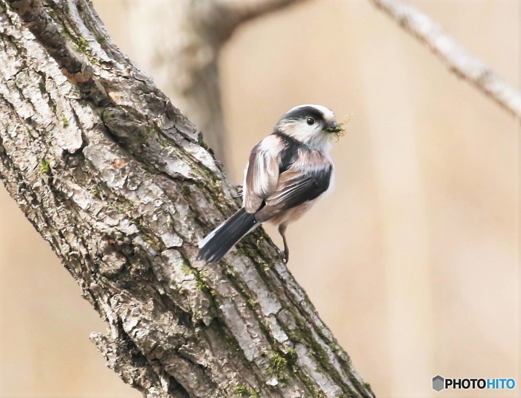 巣作り中のエナガさん。