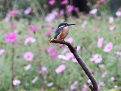 カワセミくんとそろそろ終わりになってきたコスモスの花。