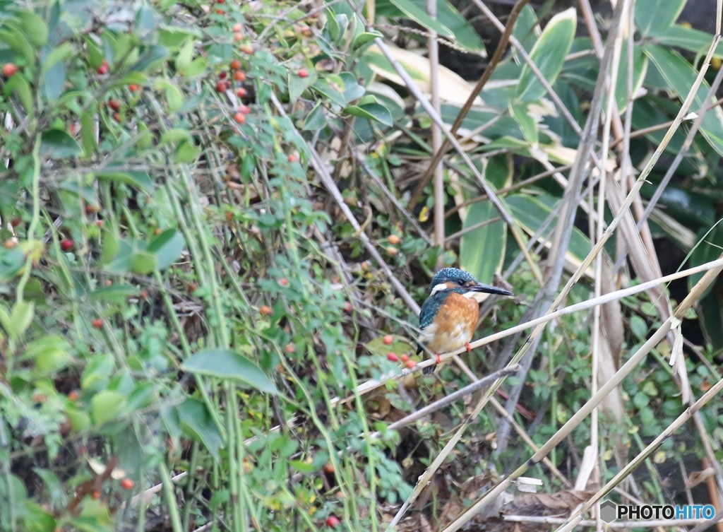 カワセミさん。