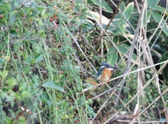 カワセミさん。