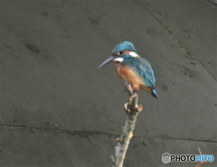 トンネルさん。