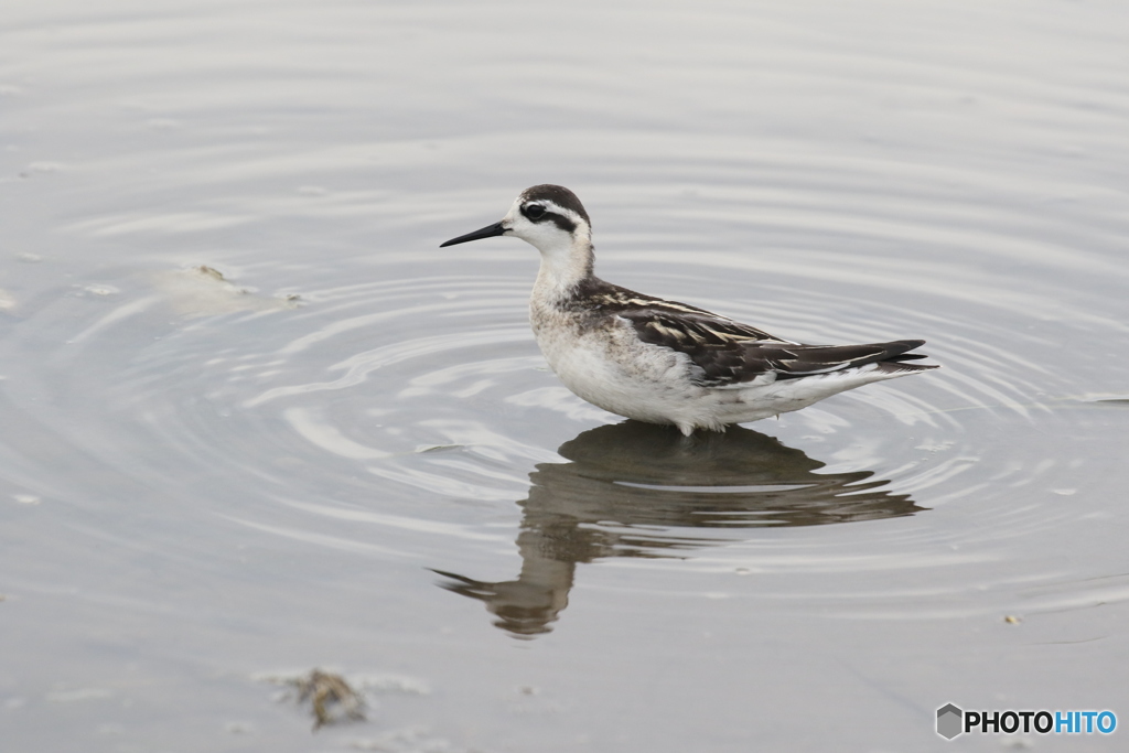 アカヒレシレアシシギさん。