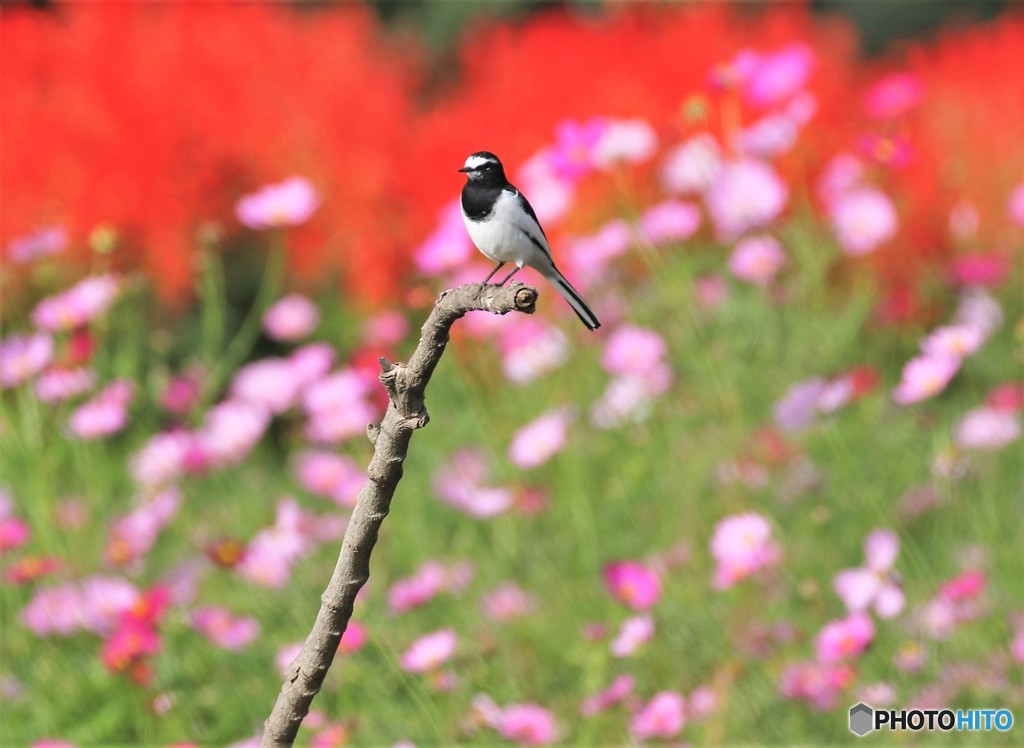 秋桜。