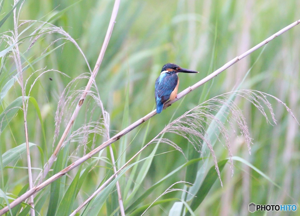 カワセミくん。