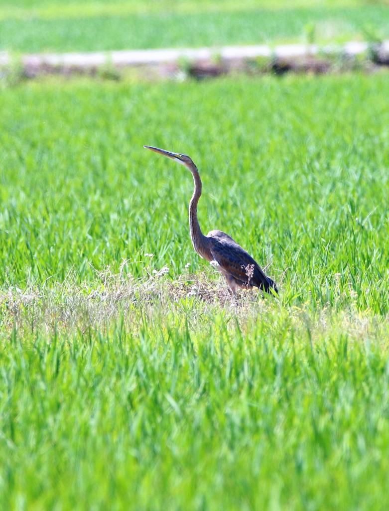 ムラサキサギさん。左向き