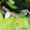 チョウさん②。