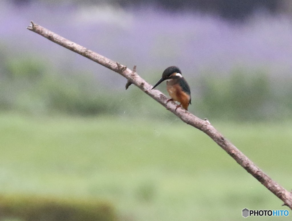 台風の中のカワセミさん。