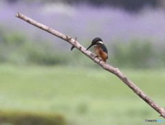 台風の中のカワセミさん。