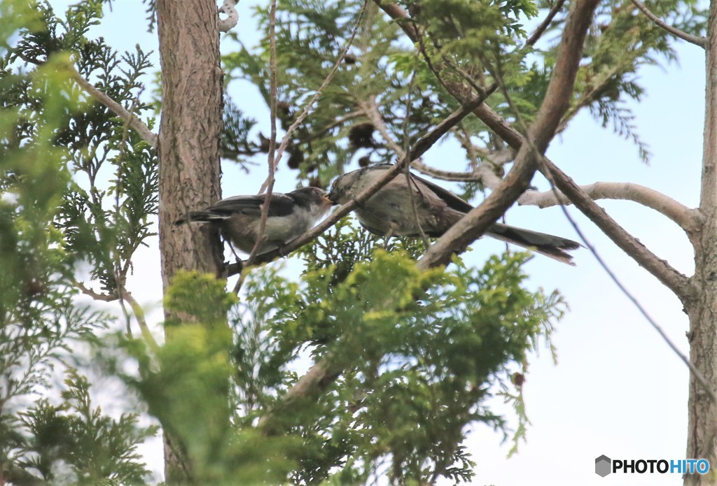 エナガさんの親子。