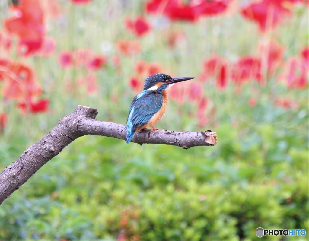 カワセミさん。